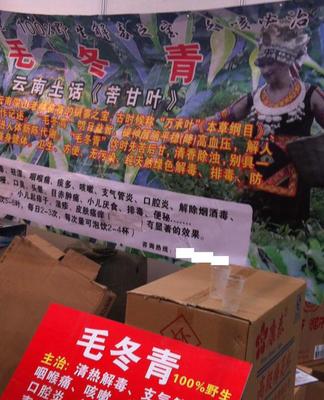 毛冬青批發與預包裝食品供應 苦甘葉、萬承葉的專業選擇